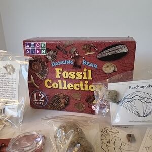 STEM Danxing Bear Fossil Collection 12pc Educational Toy New!